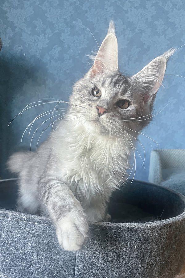 Kiski | Maine Coon Kitten
