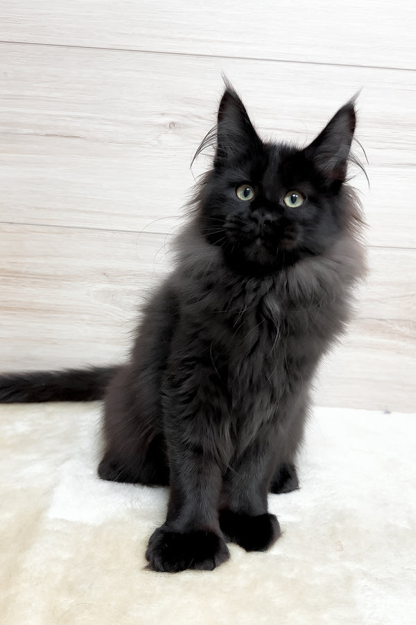 Klava | Polydactyl Maine Coon Kitten