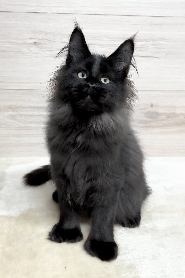 Klava | Polydactyl Maine Coon Kitten