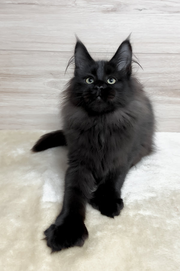 Klava | Polydactyl Maine Coon Kitten