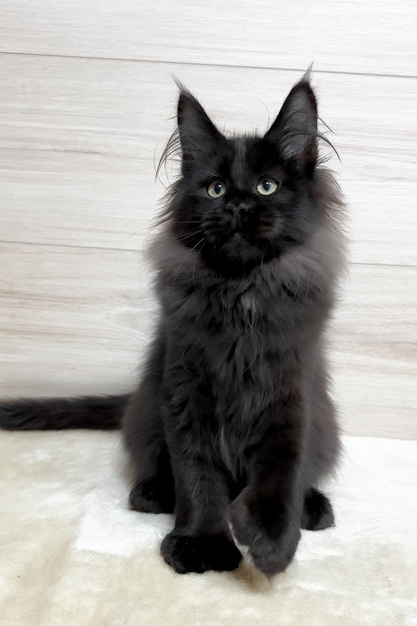 Klava | Polydactyl Maine Coon Kitten