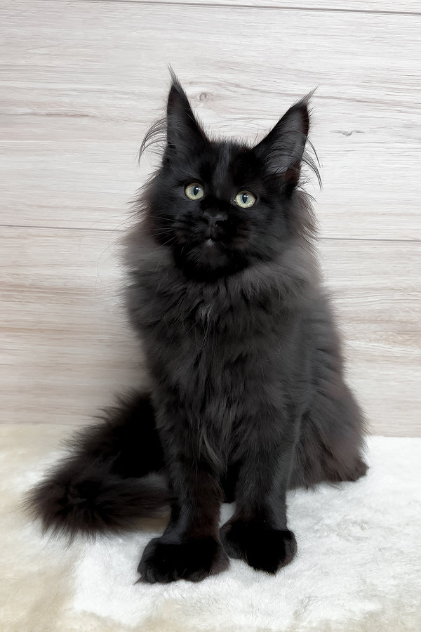 Klava | Polydactyl Maine Coon Kitten