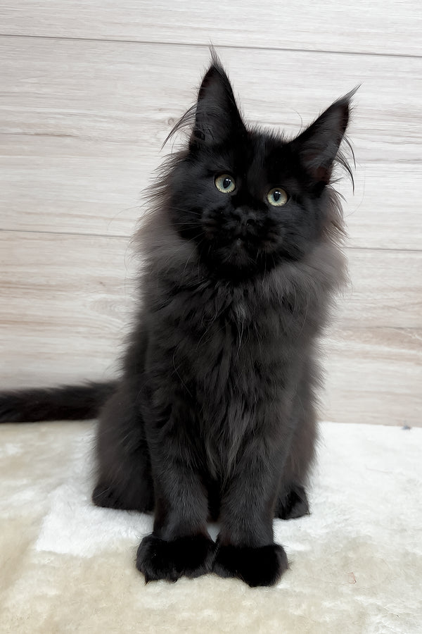 Klava | Polydactyl Maine Coon Kitten