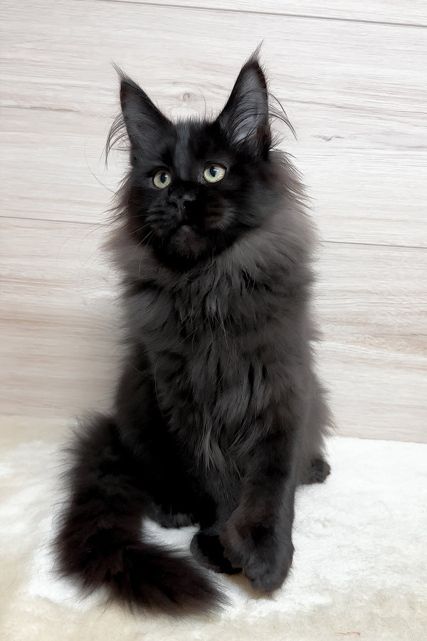 Klava | Polydactyl Maine Coon Kitten
