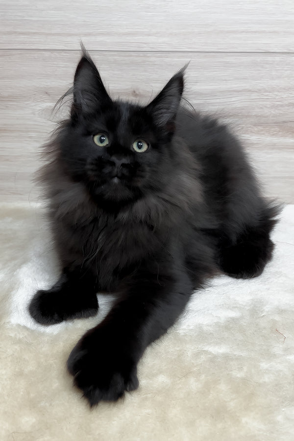 Klava | Polydactyl Maine Coon Kitten
