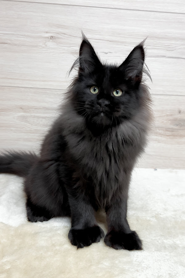 Klava | Polydactyl Maine Coon Kitten