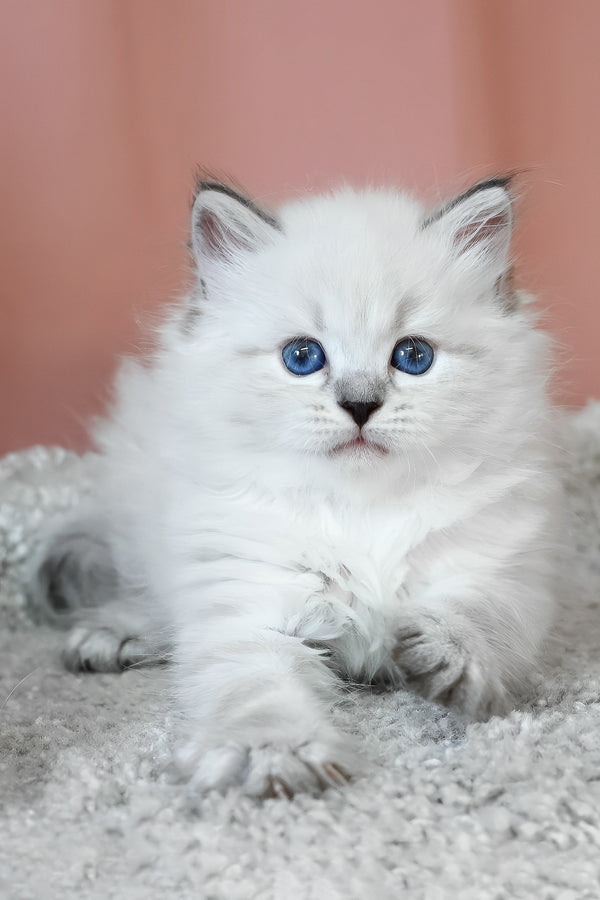 Klayton | Siberian Kitten