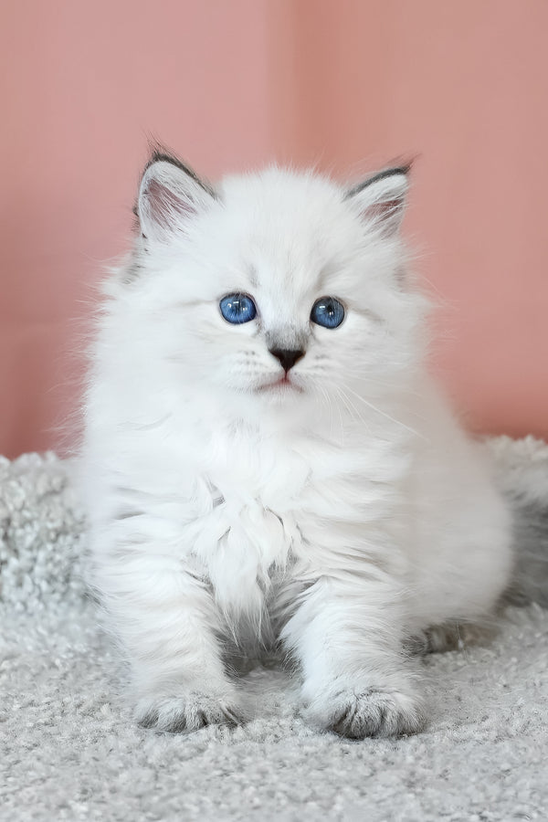 Klayton | Siberian Kitten