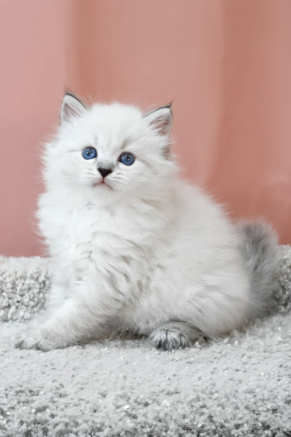 Klayton | Siberian Kitten