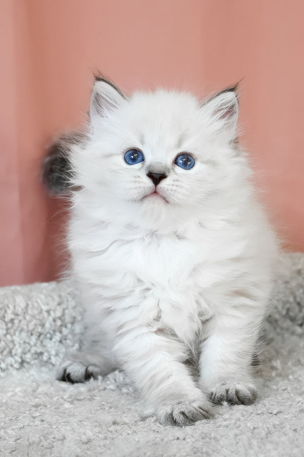 Klayton | Siberian Kitten