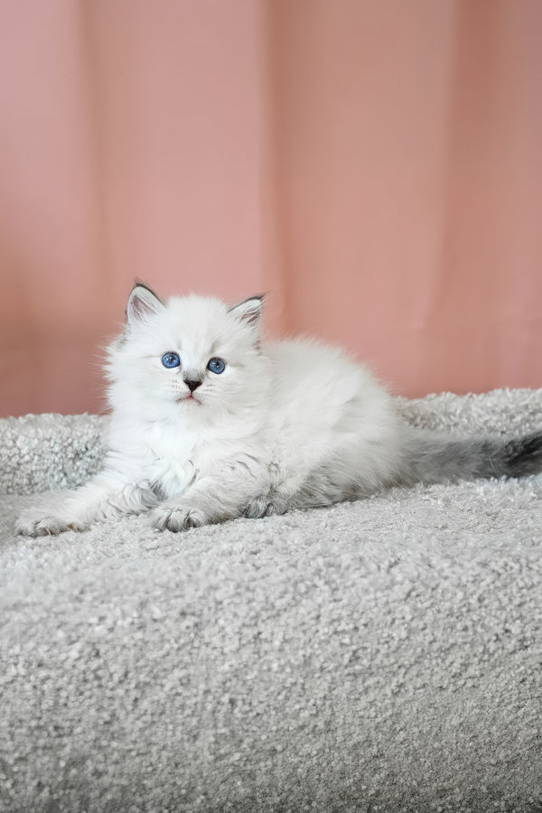 Klayton | Siberian Kitten
