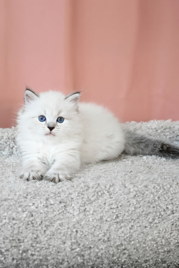 Klayton | Siberian Kitten