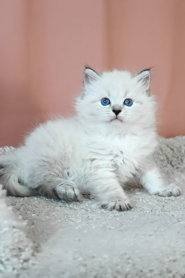 Klayton | Siberian Kitten