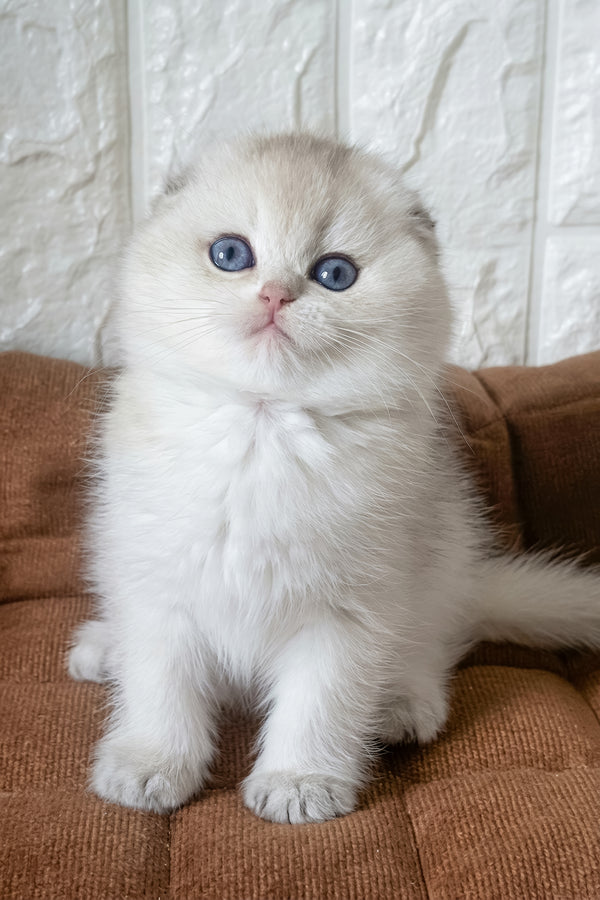 Koral | Scottish Fold Kitten