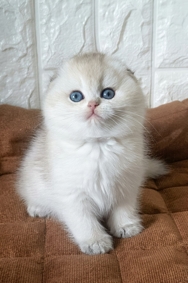 Koral | Scottish Fold Kitten