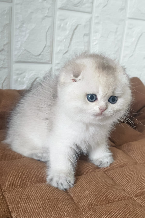 Koral | Scottish Fold Kitten