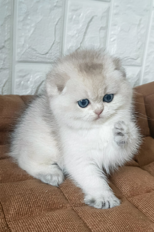 Koral | Scottish Fold Kitten