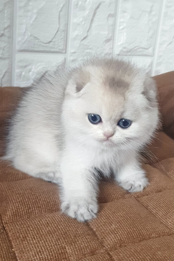 Koral | Scottish Fold Kitten