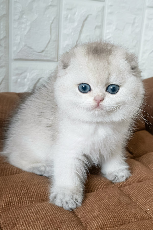 Koral | Scottish Fold Kitten