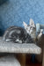 Kristi | Maine Coon Kitten