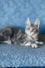 Kristi | Maine Coon Kitten