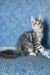 Kristi | Maine Coon Kitten