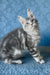 Kristi | Maine Coon Kitten