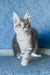 Kristi | Maine Coon Kitten