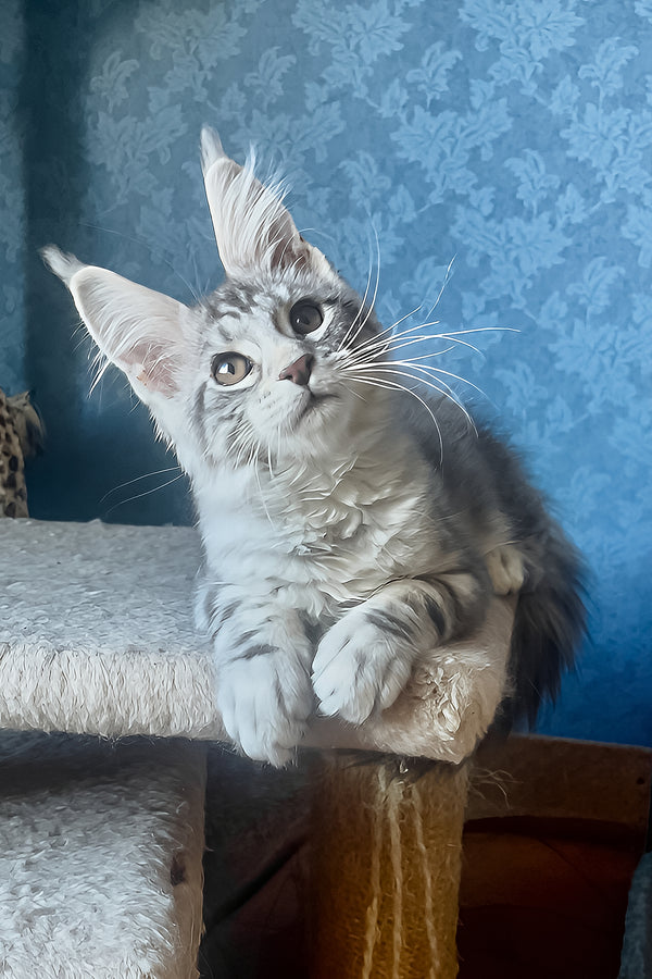 Kristi | Maine Coon Kitten