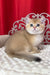 Kristian | British Shorthair Kitten