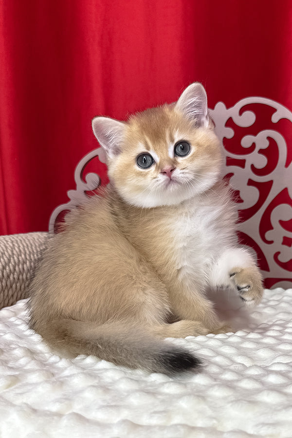 Kristian | British Shorthair Kitten
