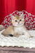 Kristian | British Shorthair Kitten