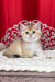 Kristian | British Shorthair Kitten