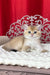 Kristian | British Shorthair Kitten