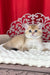 Kristian | British Shorthair Kitten