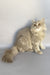 Kukla | British Longhair Kitten