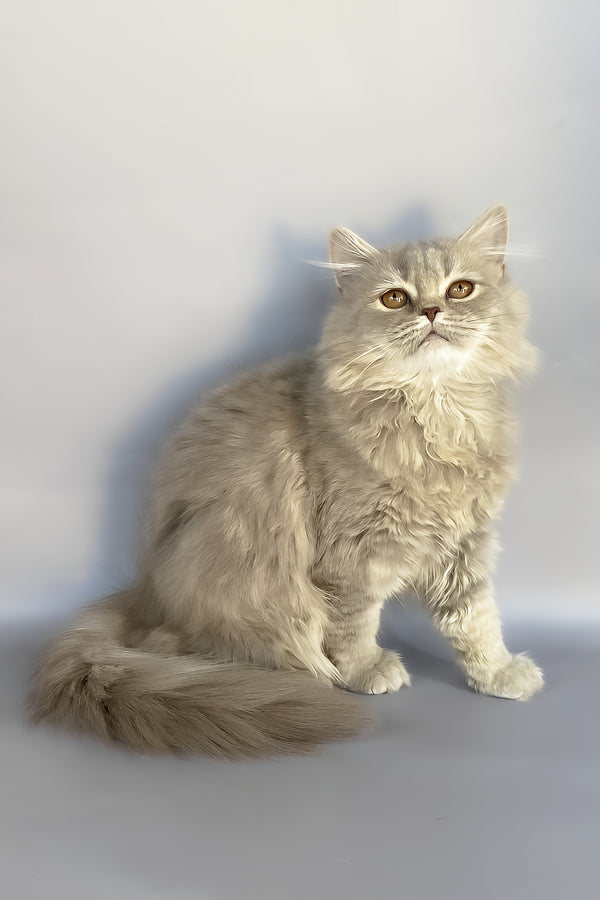 Kukla | British Longhair Kitten