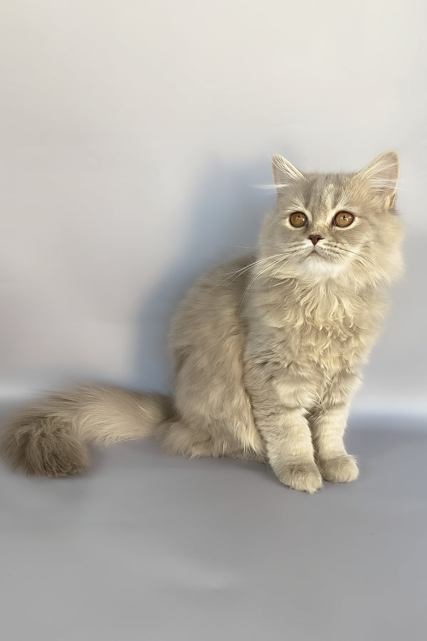 Kukla | British Longhair Kitten