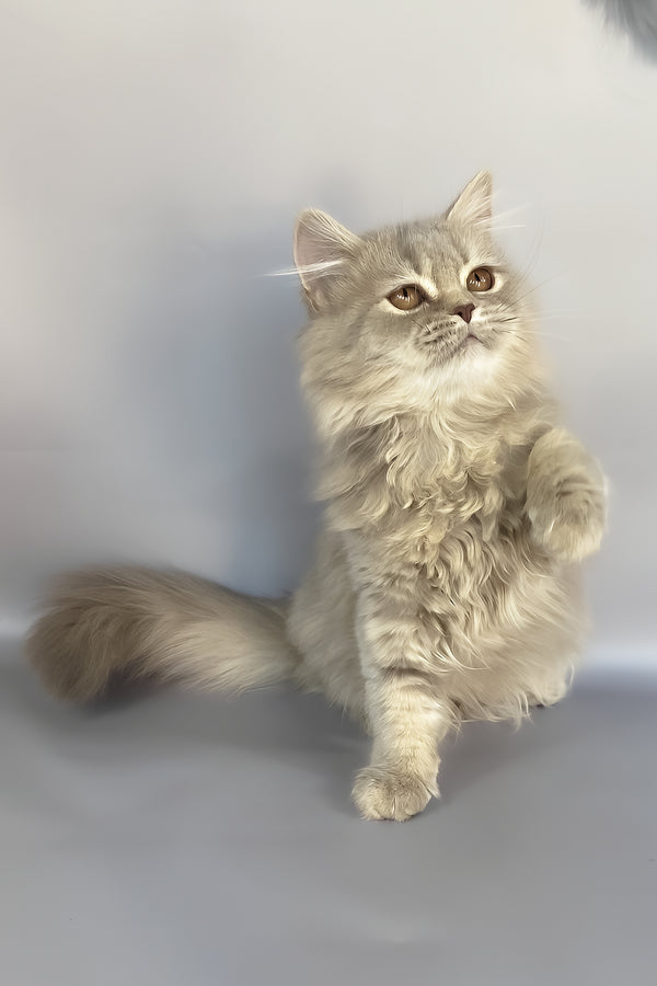 Kukla | British Longhair Kitten