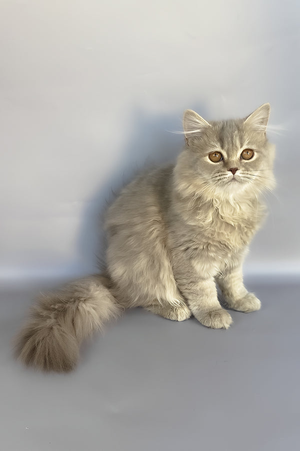 Kukla | British Longhair Kitten