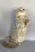 Kukla | British Longhair Kitten