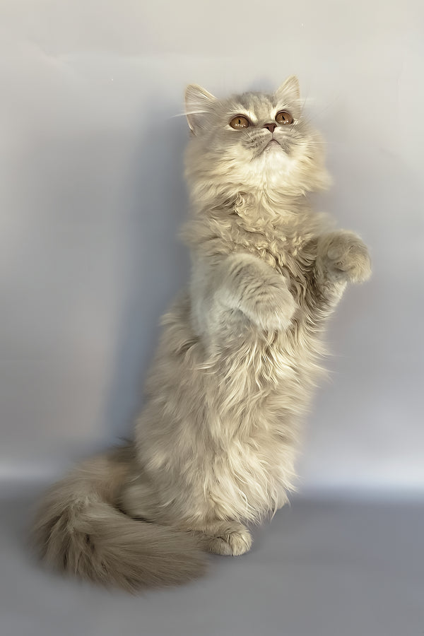 Kukla | British Longhair Kitten