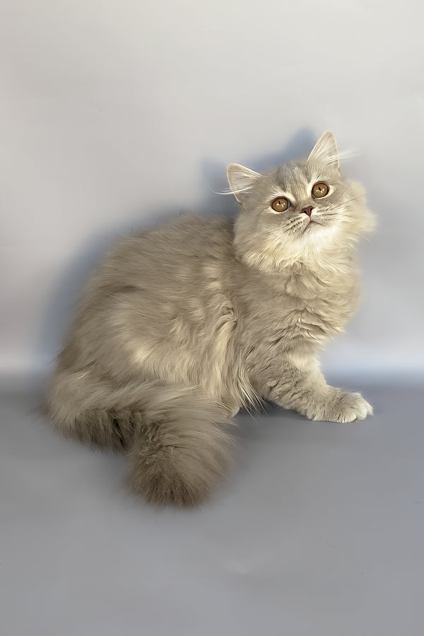 Kukla | British Longhair Kitten