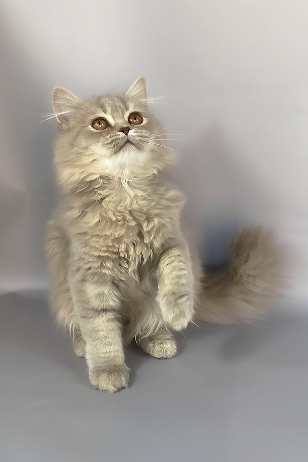 Kukla | British Longhair Kitten