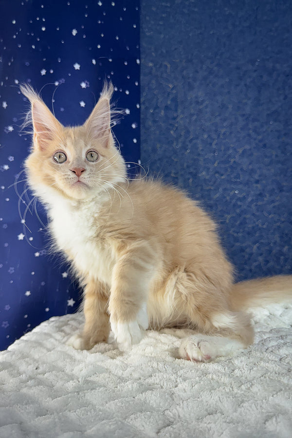 Kurt | Maine Coon Kitten