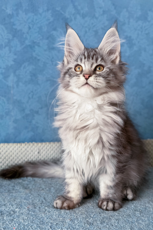 Luna | Maine Coon Kitten