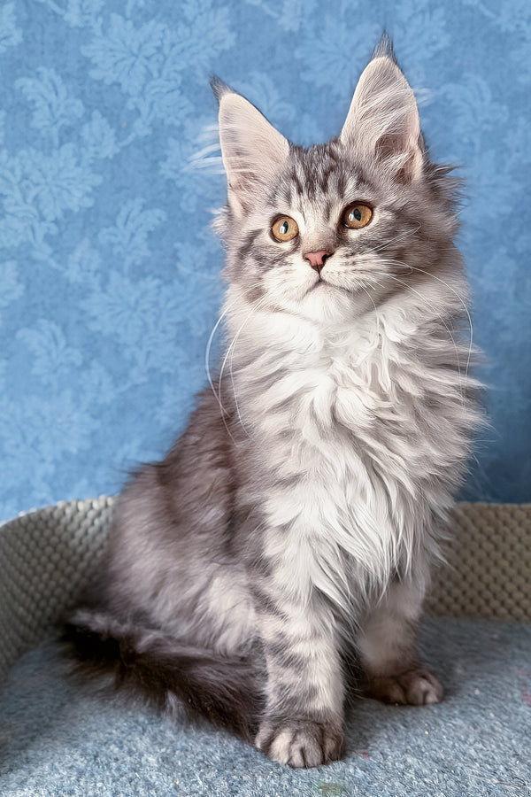Luna | Maine Coon Kitten