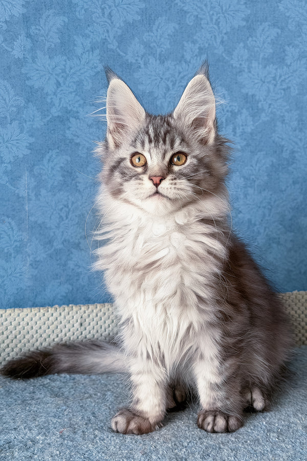 Luna | Maine Coon Kitten