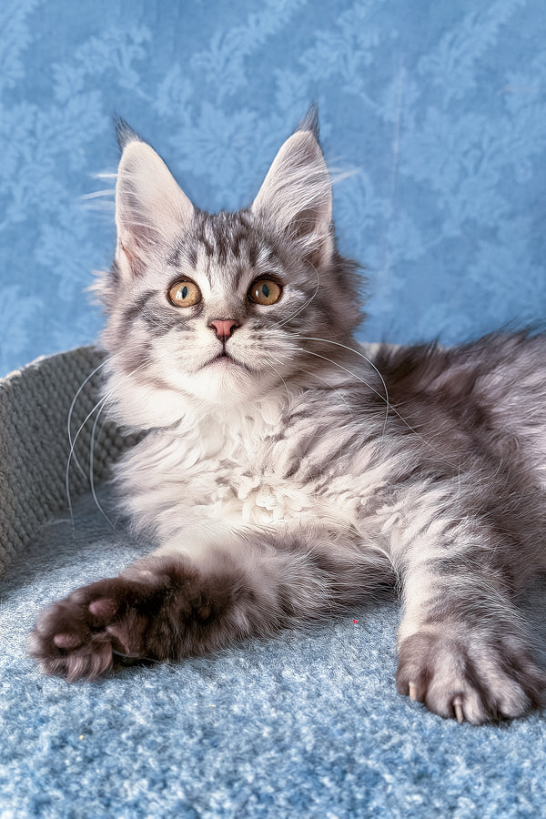 Luna | Maine Coon Kitten