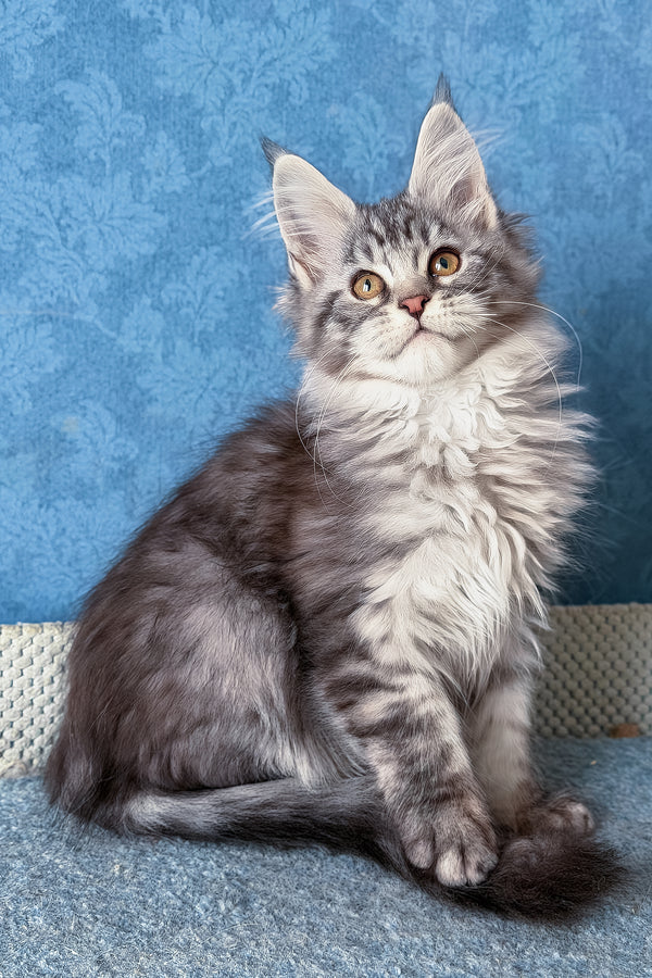 Luna | Maine Coon Kitten
